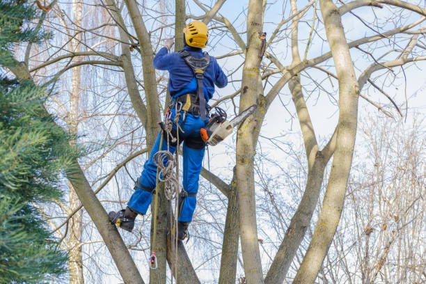 How Our Tree Care Process Works  in  Lacy Lakeview, TX