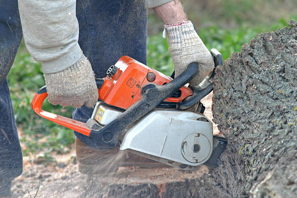 Leaf Removal