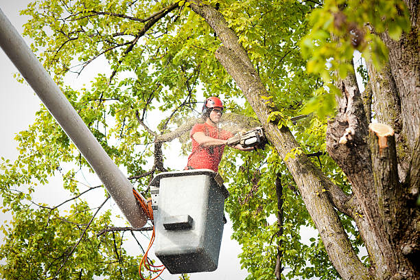 Reliable Lacy Lakeview, TX Tree Removal Services Solutions