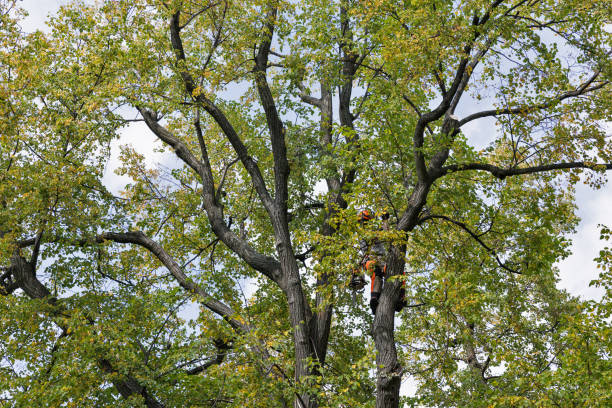 Best Tree Mulching  in Lacy Lakeview, TX